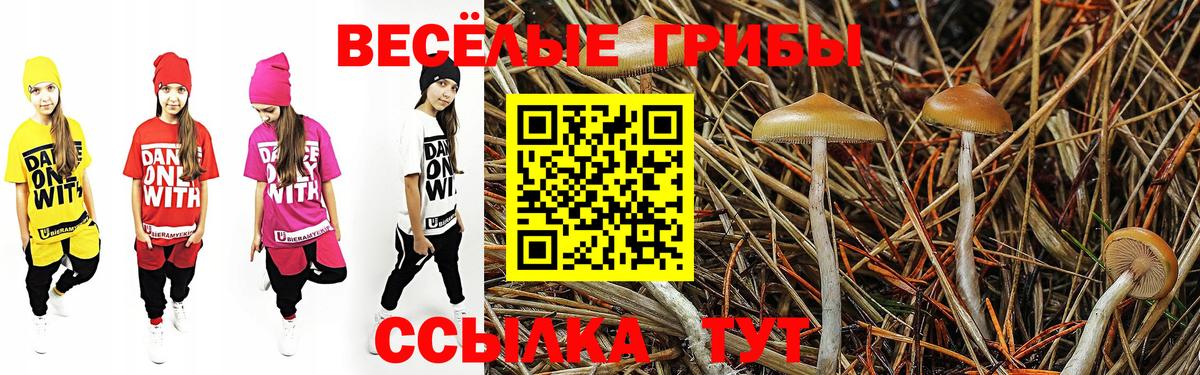 Псилоцибиновые грибы мицелий Зима